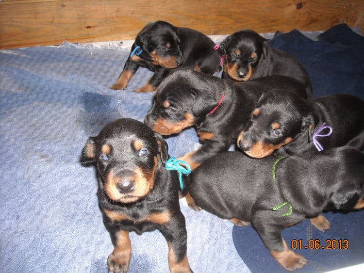 black and rust doberman puppies