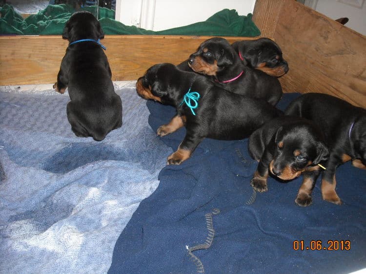 black and rust doberman puppies