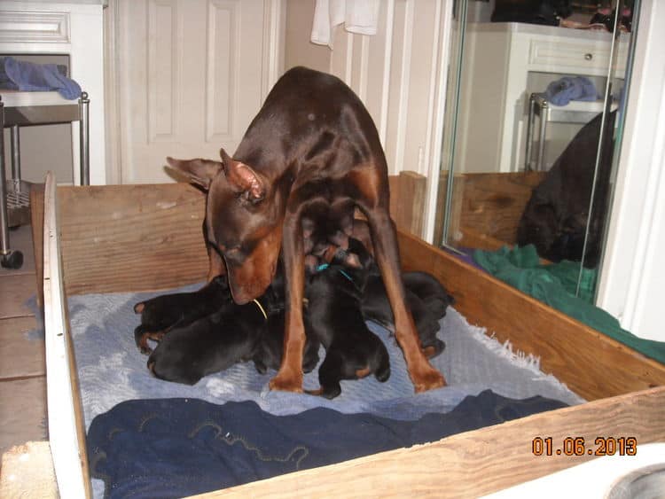 black and rust doberman puppies