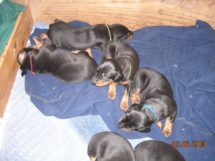 black and rust doberman puppies