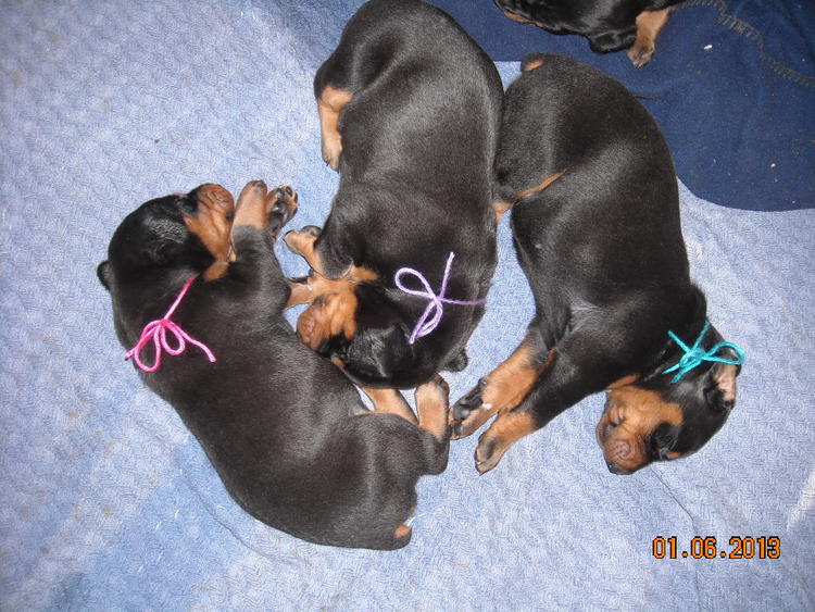 black and rust doberman puppies