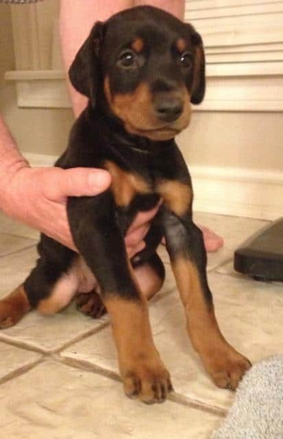 black female doberman pup