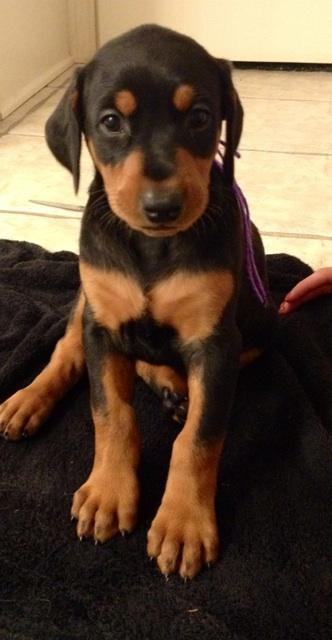 black female doberman pup