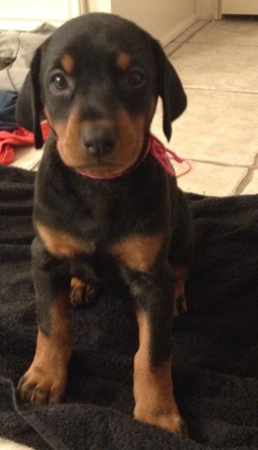 black female doberman pup