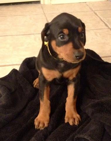 black female doberman pup