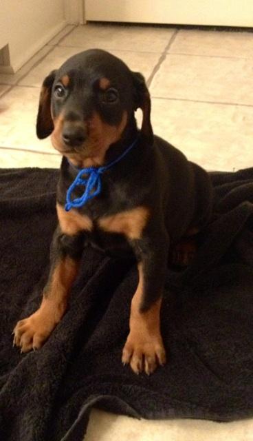 black male doberman pup