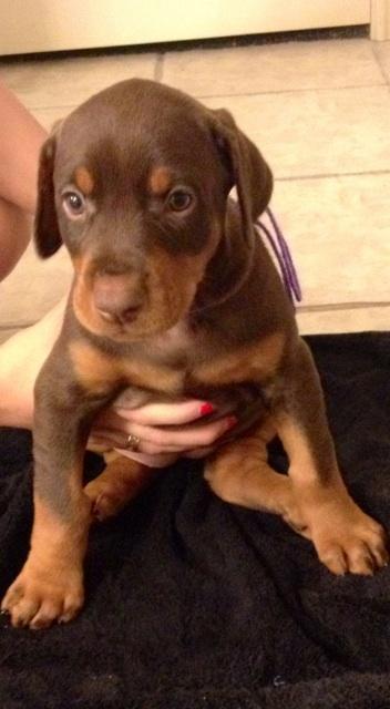 red female doberman pup