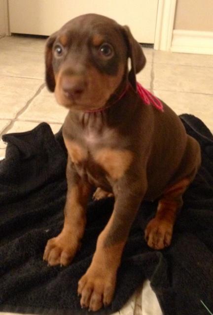 red female doberman pup