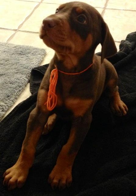 red male doberman pup