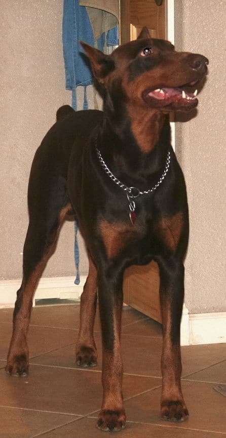 red and rust male doberman sire