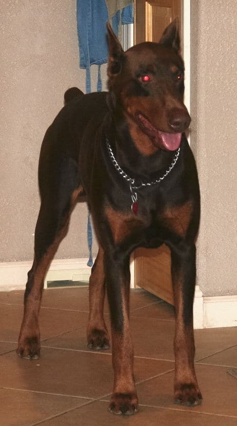 red and rust male doberman sire