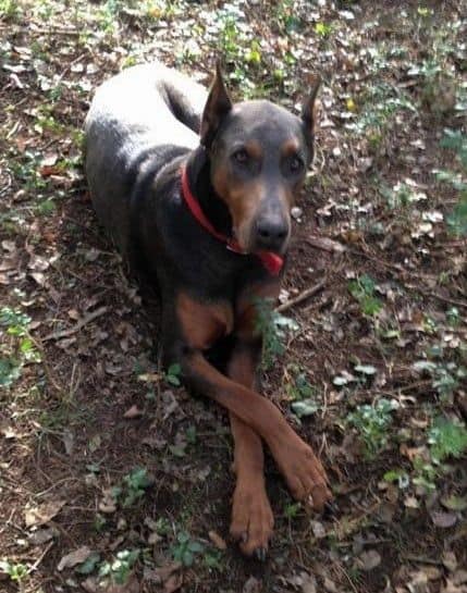 Blue and rust male doberman sire