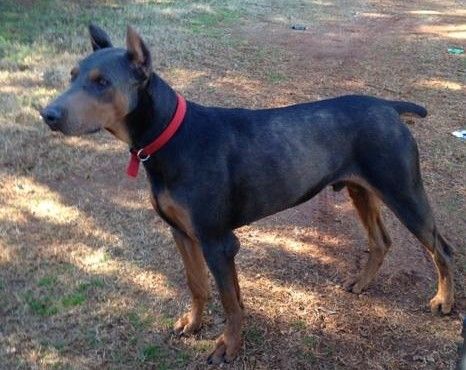 Blue and rust male doberman sire