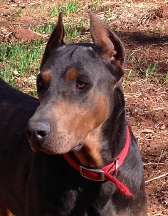 Blue and rust male doberman sire