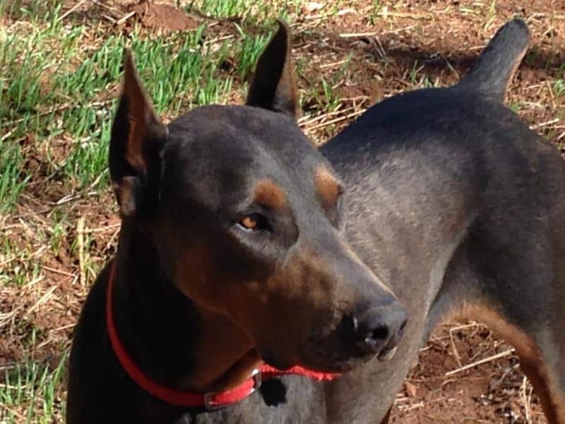 Blue and rust male doberman sire