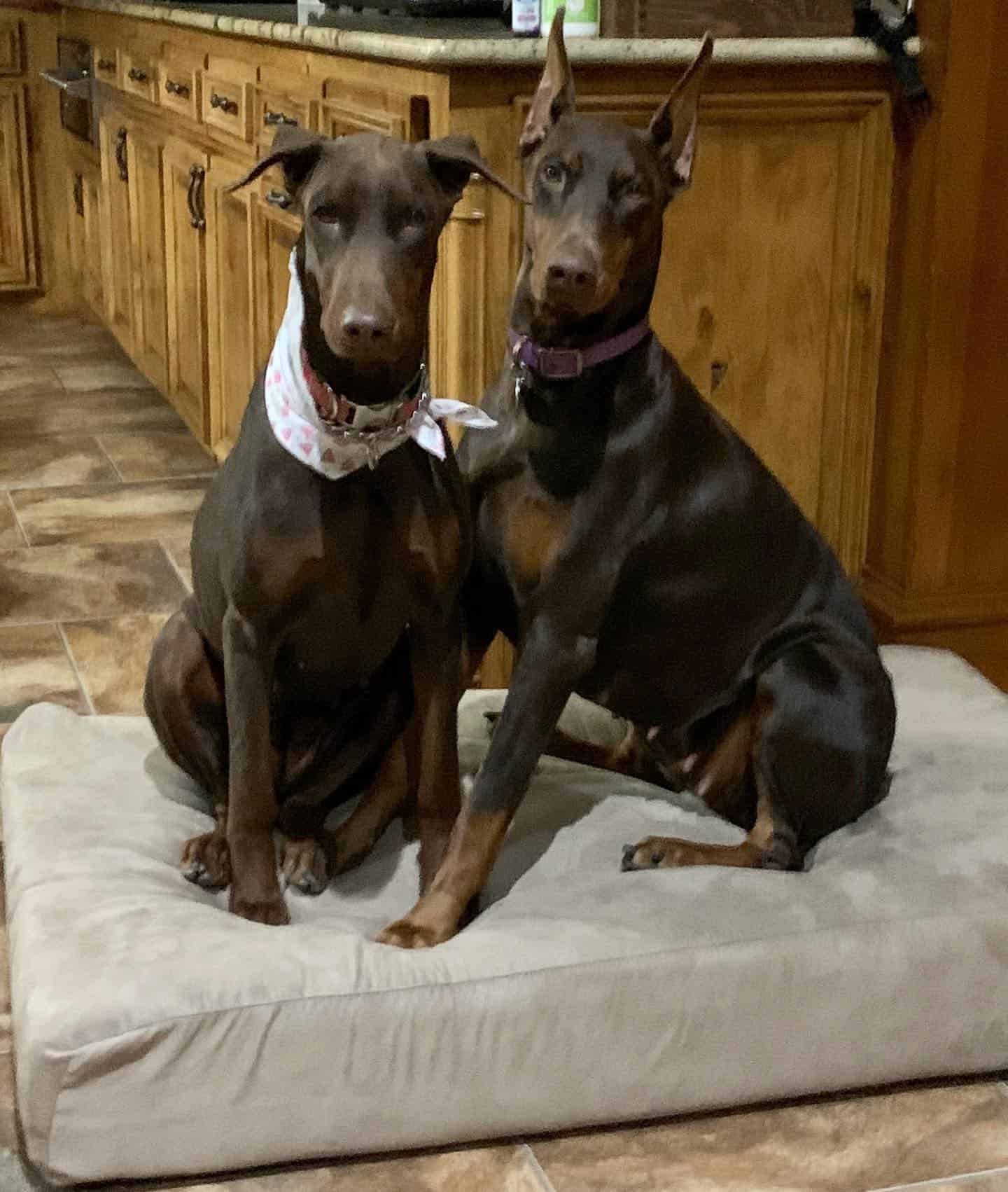 red rust female doberman sisters